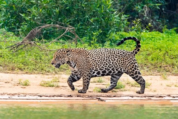  Ngôi nhà của loài báo đốm Mỹ. Pantanal nổi tiếng là nơi sinh sống của quần thể báo đốm (jaguar) lớn nhất và bền vững nhất trên toàn thế giới. Ảnh: Pinterest.