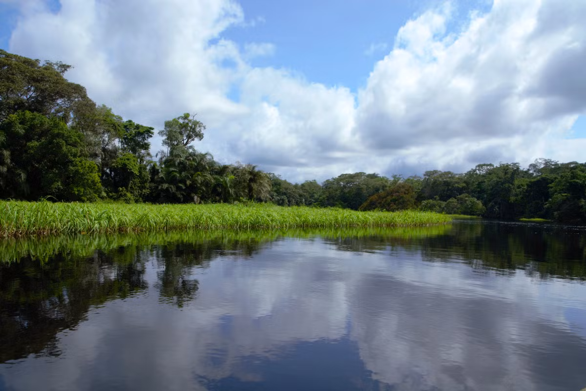  Từng nằm trong danh sách “Di sản bị đe dọa”. Do nạn săn trộm và xung đột vũ trang, UNESCO từng đưa Salonga vào danh sách này. Ảnh: panda.org.