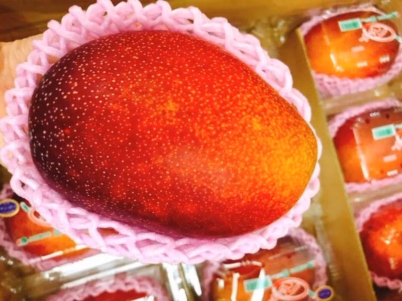 Xoài đỏ Taiyo No Tamago: Xoài đỏ Taiyo No Tamago, còn được gọi là “quả trứng của mặt trời”, được trồng độc quyền ở quận Miyazaki của Nhật Bản với mức giá lên tới 2.000 USD/lát. Lý do là loại quả này có hàm lượng đường cao và được bao phủ bởi lớp vỏ có màu sắc tuyệt đẹp. Một số quả xoài có thể có màu cam đậm, đỏ hoặc thậm chí là tím.