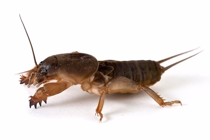 Bậc thầy đào đất trong thế giới côn trùng. Dế trũi (họ Gryllotalpidae) có đôi chân trước to, dẹt và hình dạng giống chiếc xẻng nhỏ, giúp chúng đào đất cực kỳ hiệu quả. Nhờ cấu tạo này, chúng có thể nhanh chóng tạo nên những đường hầm phức tạp dưới mặt đất để trú ẩn, tìm thức ăn và tránh kẻ săn mồi. Hệ thống đường hầm đôi khi kéo dài hàng mét, khiến chúng trở thành “kiến trúc sư dưới lòng đất” thực thụ. Ảnh: Pinterest.