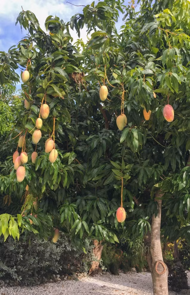  Cây xoài: Không chỉ là cây ăn trái quen thuộc, xoài còn được dân gian xem là cây hút lộc nhờ gốc to tán rộng, có khả năng tỏa bóng, điều hòa phong thủy trong vườn.