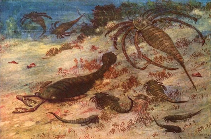  Chúng sống cách đây hơn 400 triệu năm. Eurypterid tồn tại chủ yếu trong kỷ Silur và kỷ Devon (khoảng 470 đến 360 triệu năm trước), lâu đời hơn cả khủng long. Ảnh: Pinterest.