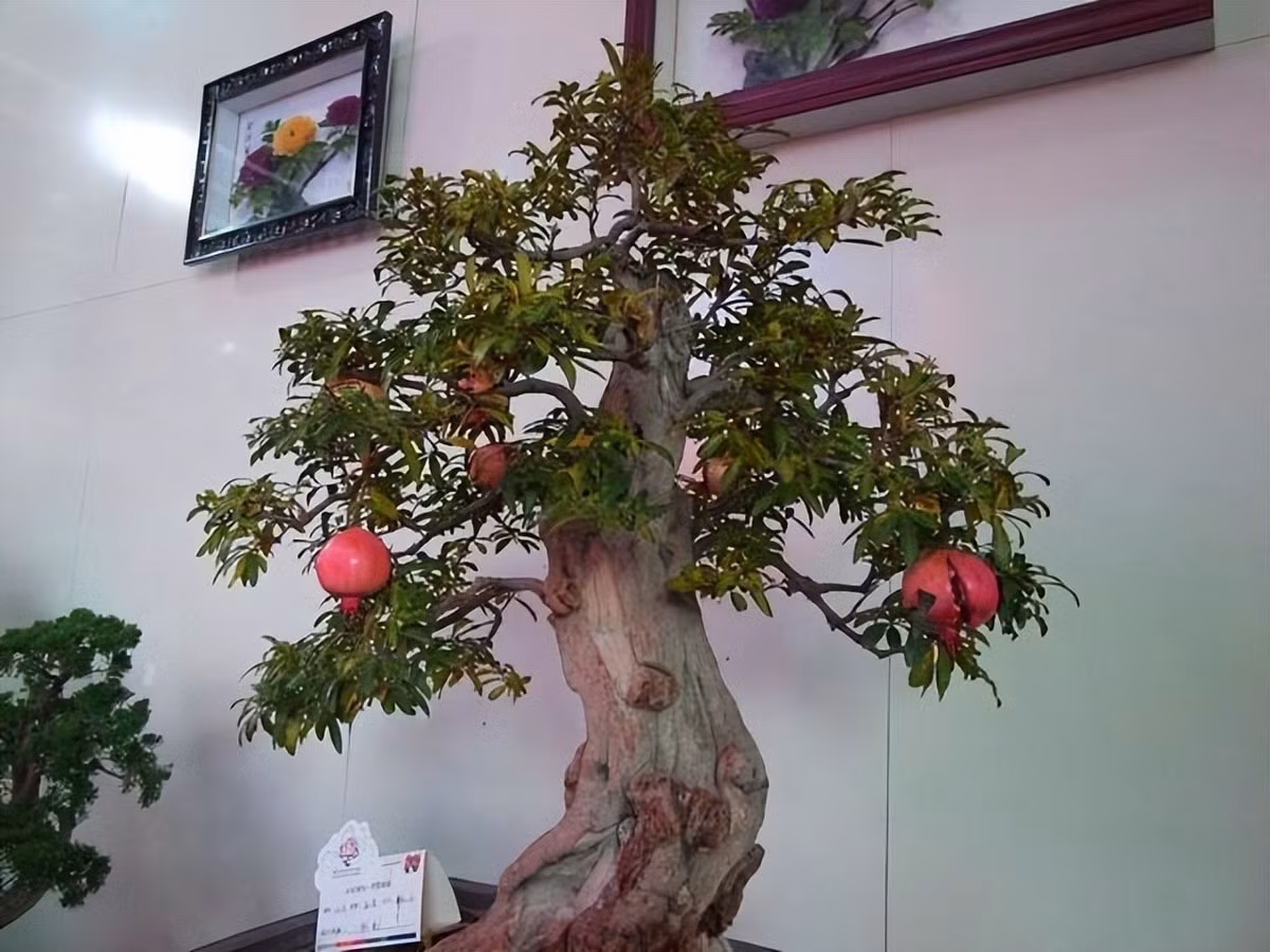 4. Cây lựu – Cát tường, sinh sôi, gia đạo hưng vượng: Từ xa xưa, lựu luôn gắn liền với sự sinh sôi, con cháu đông đúc, gia đình hạnh phúc. Ngày nay, giống lựu lùn trồng chậu vừa dễ chăm, vừa cho hoa quả đẹp, có thể uốn thế bonsai.