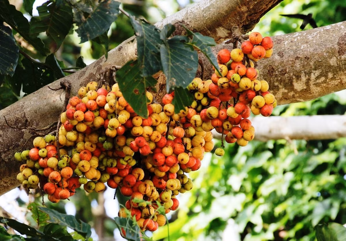  Ứng dụng trong y học dân gian. Nhiều bộ phận của cây như vỏ, lá và quả được sử dụng trong các bài thuốc truyền thống để hỗ trợ tiêu hóa và chữa một số bệnh. Ảnh: Pinterest.