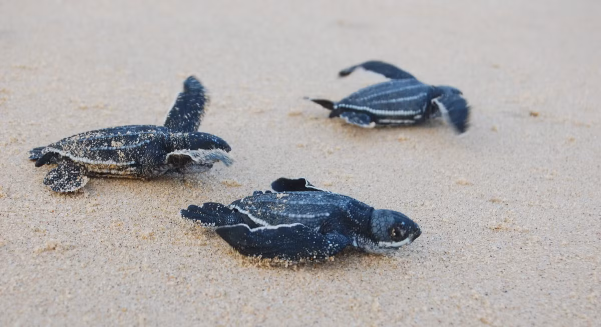  Bãi đẻ trứng quan trọng của rùa biển. Các bãi biển hoang sơ của iSimangaliso là nơi các loài rùa biển quay về đẻ trứng hằng năm, đóng vai trò sống còn đối với chu kỳ sinh sản của chúng. Ảnh: thesaunter.co.za.