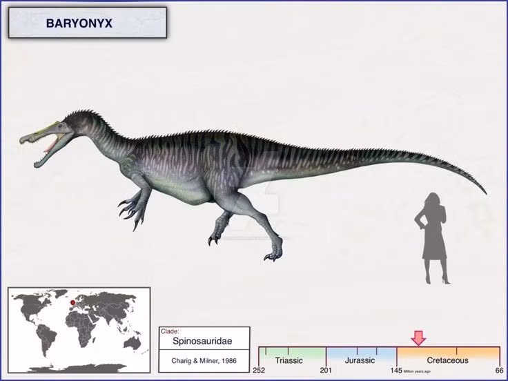  Kích thước lớn nhưng thân hình tương đối thon. Baryonyx trưởng thành có thể dài khoảng 9–10 mét, nặng 1–2 tấn, với dáng người cân đối giúp nó di chuyển linh hoạt dọc bờ sông và vùng đất ẩm ướt. Ảnh: Pinterest.