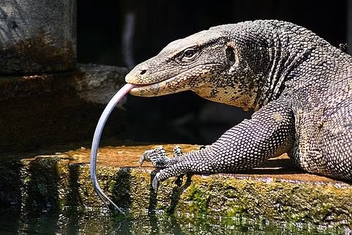 Chính vì vẻ ngoài kỳ dị và giá trị kinh tế từ da, thịt, một số cá thể kỳ đà từng bị săn bắt trái phép. (Ảnh: Nat Geo)