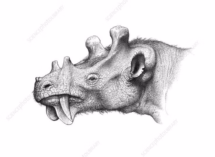  6. Não của Uintatherium khá nhỏ so với kích thước hộp sọ. Các nghiên cứu cho thấy não chúng nhỏ và đơn giản, một đặc điểm phổ biến ở nhiều loài thú lớn thời cổ đại. Ảnh: Pinterest.
