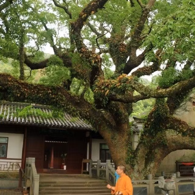 Được phát hiện năm 1930 bởi nhà thực vật học Chung Quan Quang, sồi tai ngỗng Phổ Đà (Carpinus putoensis) là loài cây đặc hữu ở Trung Quốc, từng chỉ còn một cá thể duy nhất tồn tại trên núi Phổ Đà. Ảnh: Sohu.