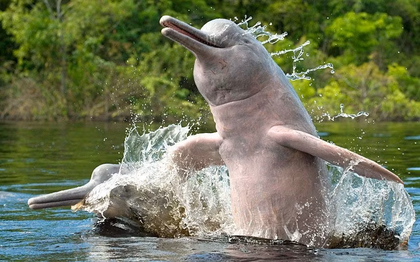  Tính cách hòa đồng. Khác với nhiều loài cá heo khác sống theo đàn lớn, cá heo sông Amazon thường sống theo cặp hoặc nhóm nhỏ. Chúng khá thân thiện với con người. Ảnh: Pinterest.