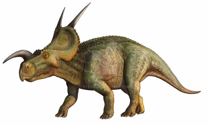  Sở hữu chiếc sừng mũi cong đặc trưng. Điểm nổi bật nhất của Einiosaurus là chiếc sừng trên mũi cong về phía trước và hơi hướng xuống, khác biệt rõ rệt so với nhiều loài khủng long mặtsừng khác. Cấu trúc này khiến chúng trở thành một trong những ceratopsia có ngoại hình dễ nhận biết nhất. Ảnh: Pinterest.