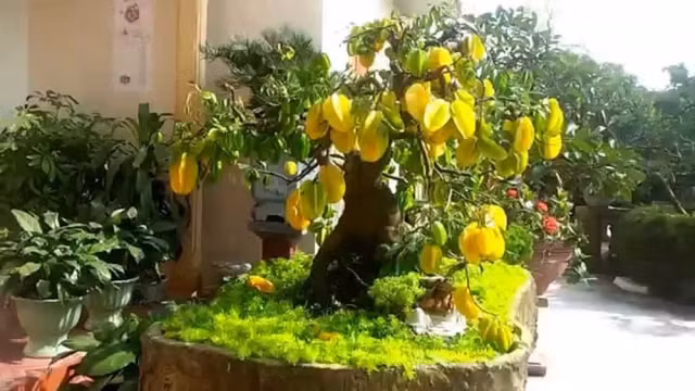 2. Hái lộc quanh năm với tán lá sum suê, quả mọc thành chùm: Cây khế xanh mát, quả sai trĩu nặng tượng trưng cho sự sung túc. Cắt ngang quả khế thấy hình ngôi sao – biểu tượng của hanh thông, may mắn. Trồng khế là mong "lộc lá quanh năm".