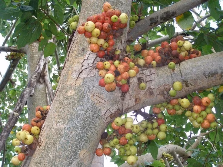  Khả năng thích nghi mạnh mẽ. Cây có thể phát triển trên nhiều loại đất khác nhau, kể cả đất nghèo dinh dưỡng, nhờ hệ rễ khỏe và khả năng chịu đựng tốt. Ảnh: Pinterest.