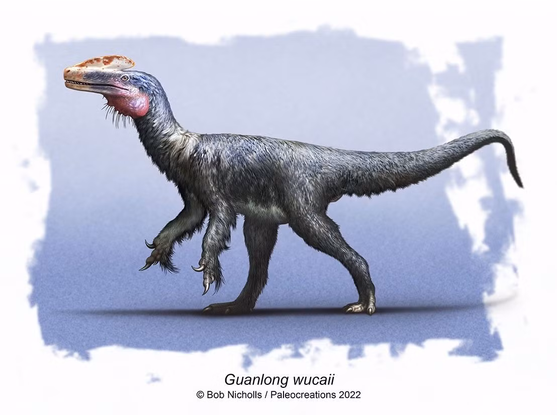  Kích thước nhỏ hơn nhiều so với T. rex. Guanlong chỉ dài khoảng 3 mét và nặng chừng vài chục kilogram, cho thấy tổ tiên của bạo chúa từng có vóc dáng khá khiêm tốn. Ảnh: Pinterest.