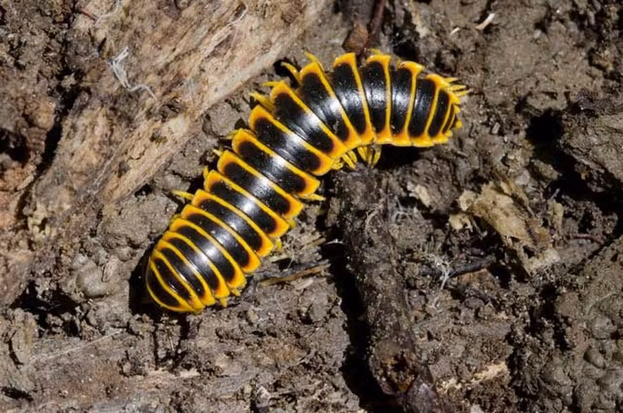 Cuốn chiếu khổng lồ Bắc Mỹ (Apheloria virginiensis) có màu đen pha vàng, chiều dài thân lên tới 40cm. Cuốn chiếu khổng lồ Bắc Mỹ với số lượng chân lên tới vài trăm chiếc, chúng có thể dễ dàng đào bới sâu xuống lòng đất. Bên cạnh đó, chúng còn tiết ra một số chất độc để phòng vệ, đó là tiết ra hợp chất cyanide thông qua các lỗ siêu nhỏ tại các tuyến dọc theo hai bên cơ thể. Và ngạc nhiên hơn cả, chất lỏng tiết ra từ cơ thể của cuốn chiếu khổng lồ Bắc Mỹ lại có mùi cola vị anh đào.