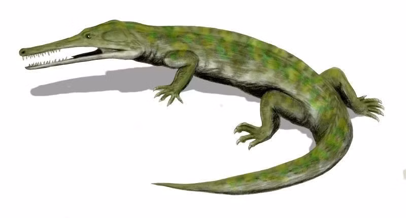  Có lớp da trơn và ẩm. Không có vảy như bò sát, da Archegosaurus mềm giúp hấp thu oxy khi ở vùng nước nông. Ảnh: Pinterest.