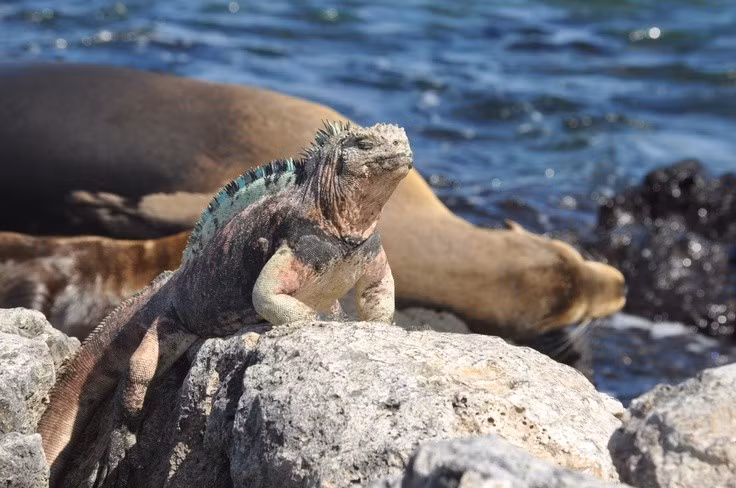 Biểu tượng độc đáo của Galápagos. Được Charles Darwin chú ý trong chuyến khảo sát, loài này trở thành minh chứng nổi bật cho thuyết tiến hóa. Ảnh: Pinterest.