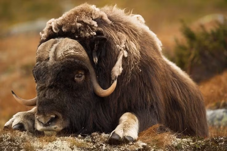  Là biểu tượng văn hóa của người Inuit. Trong nhiều truyền thuyết vùng cực, bò xạ được coi là linh vật của sức mạnh và kiên cường. Ảnh: Pinterest.