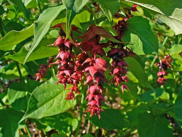  Thuộc họ kim ngân nhưng mang vẻ ngoài khác biệt. Dù cùng họ Caprifoliaceae với cây kim ngân quen thuộc, cây kim ngân Himalaya lại có dáng bụi thẳng đứng, thân rỗng và mềm. Ảnh: Pinterest.