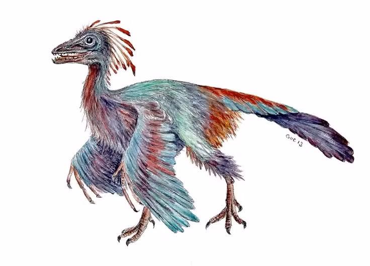  Kích thước bằng con gà. Archaeopteryx có chiều dài cơ thể khoảng 50 cm, nhẹ và linh hoạt. Ảnh: Pinterest.