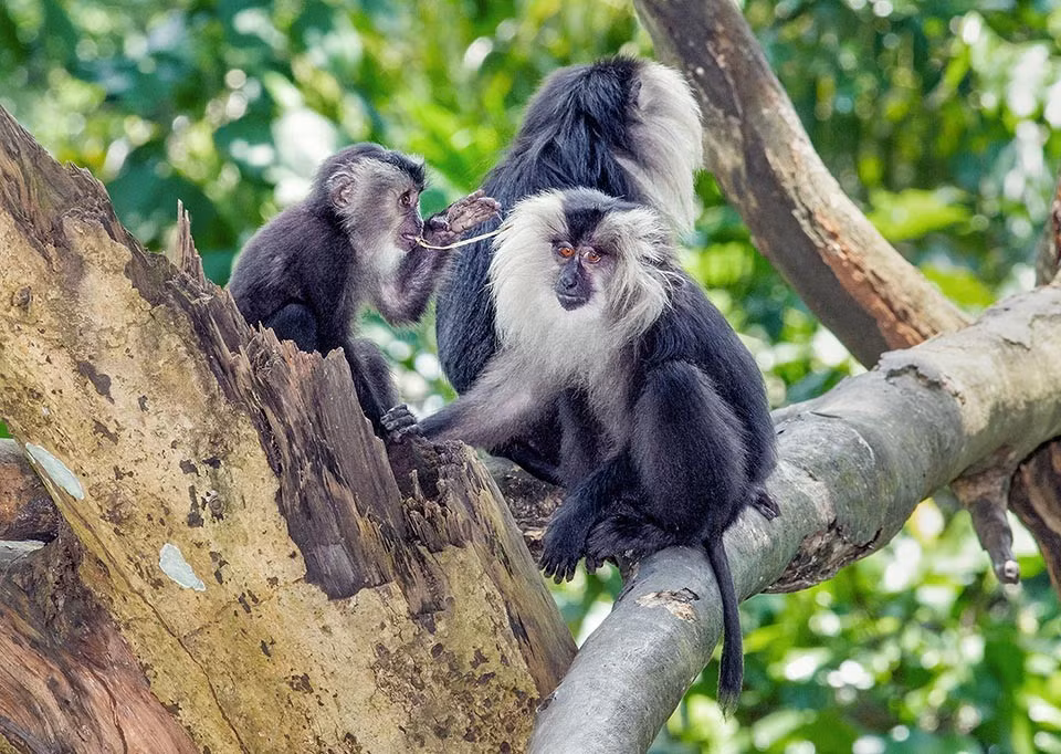  Chế độ ăn đa dạng nhưng phụ thuộc nhiều vào trái cây. Khỉ đuôi sư tử ăn quả chín, hạt, lá non, côn trùng và đôi khi là động vật nhỏ, đóng vai trò quan trọng trong việc phát tán hạt giống rừng. Ảnh: monaconatureencyclopedia.com.