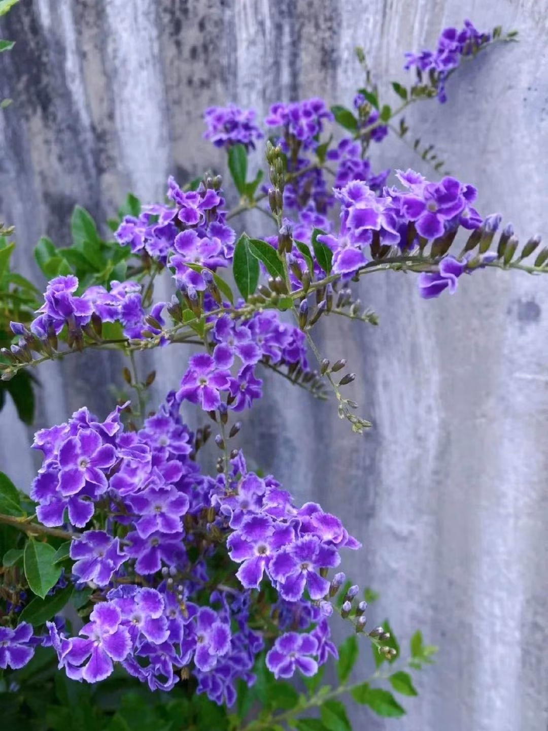 Đồng thời, lá của cây cảnh cũng có giá trị trang trí nhất định. Những chiếc lá xanh ngọc lục bảo lấp lánh dưới ánh mặt trời, mang đến sức sống cho toàn bộ cây. Hoa giọt sương vàng cũng là một loại cây có mật hoa tuyệt vời, có thể thu hút ong và bướm đến lấy mật hoa.