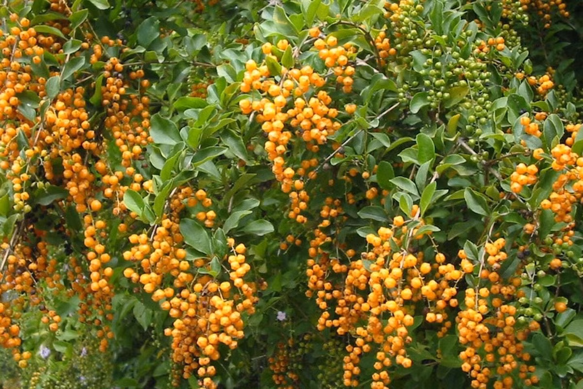Mặc dù hoa rất đẹp, nhưng hoa giọt sương vàng có tên gọi thông thường là do quả của nó; quả mọng màu vàng kim rủ xuống từ thân cây như khuyên tai xinh đẹp hoặc như giọt sương vàng mơ mộng. Không chỉ vậy, loài hoa này còn có mùi thơm socola thoang thoảng, say đắm lòng người.