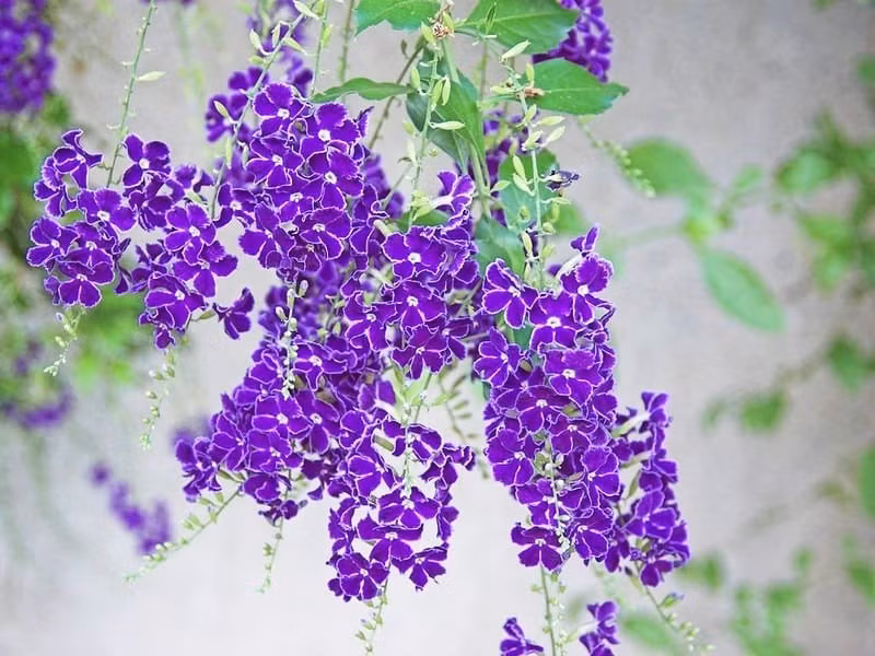 Giọt sương vàng hay còn được người Việt gọi bằng cái tên nôm na như hoa găng, chuỗi ngọc vàng, hoa thanh quan, rìa xanh, chuỗi ngọc, chuỗi vàng, kim lộc hoa...