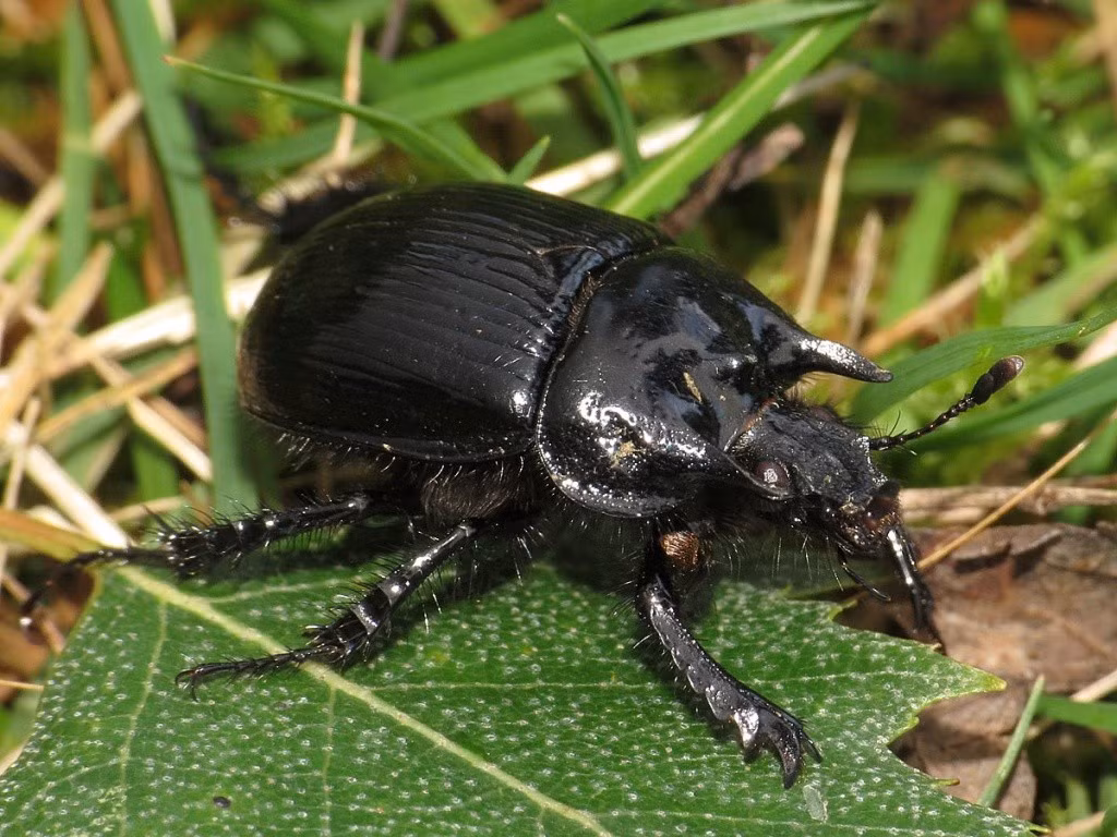  Sống gần như hoàn toàn dưới lòng đất. Typhaeus typhoeus dành phần lớn cuộc đời trong các đường hầm sâu, chỉ hiếm khi xuất hiện trên mặt đất, khiến con người rất khó bắt gặp chúng ngoài tự nhiên. Ảnh: indicia.org.uk.