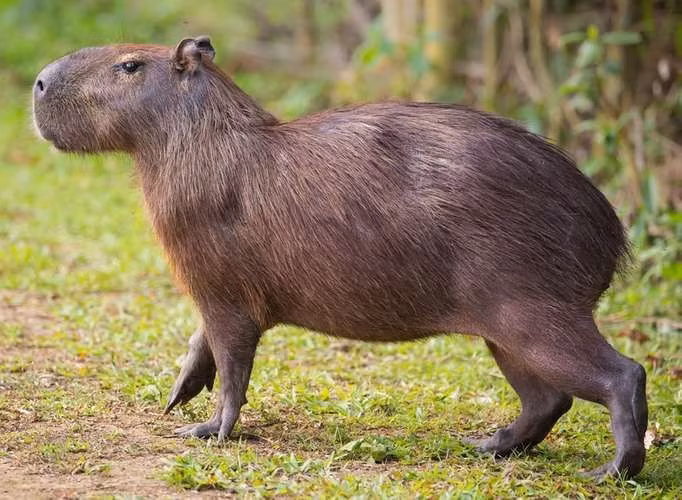  Giao tiếp bằng âm thanh. Capybara phát ra nhiều loại âm thanh khác nhau như tiếng gừ, sủa, rít để giao tiếp trong bầy. Ảnh: Pinterest.