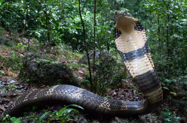 Luật Việt Nam xếp hổ mang chúa vào danh mục động vật nguy cấp. (Ảnh: Nat Geo)
