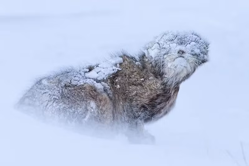 Mèo Pallas chịu rét -35°C sau bão tuyết ở Mông Cổ; lông dày, tai áp và mắt đặt cao giúp nó hòa vào cảnh quan đóng băng, gần như biến mất.