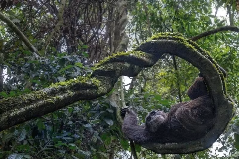 Tinh tinh đực trẻ nằm thư thái trên dây leo giữa rừng Uganda, dừng lại quan sát thế giới bên dưới - khoảnh khắc yên ả hé lộ đời sống trên tán rừng.