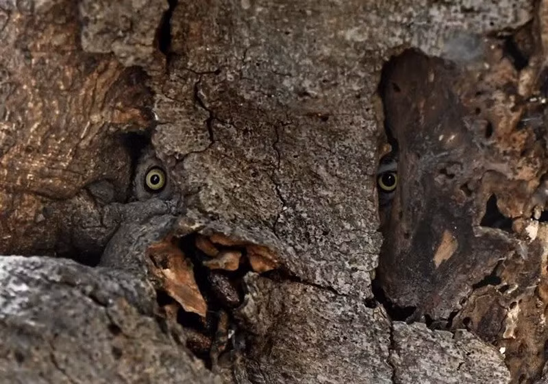 Từ thân cây rỗng ở Chennai, gia đình cú vằn Spotted Owlet tò mò dõi nhìn thế giới bên ngoài, thoáng chốc đầy duyên.