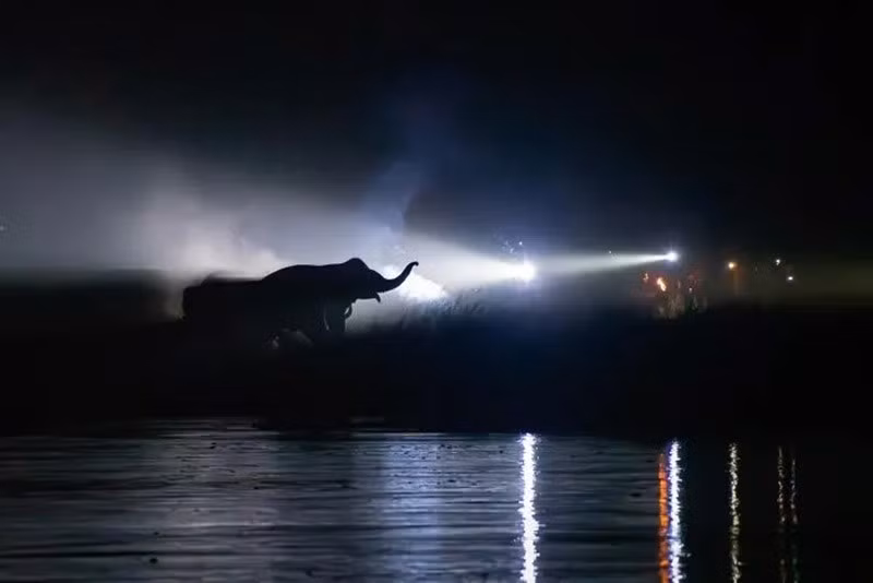 Ở Kaladai, voi lội về sông; dân làng rọi đèn, đốt pháo xua đuổi—cảnh cho thấy nơi nhu cầu người và voi gặp nhau trên dòng sông chung.