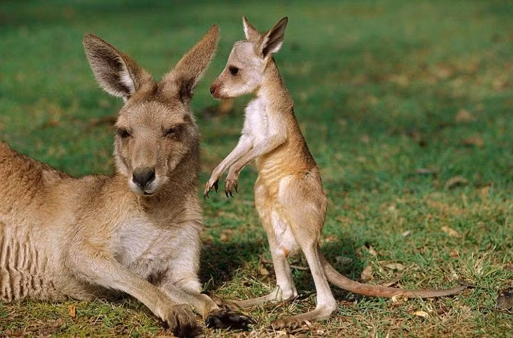  8. Có vai trò sinh thái quan trọng. Kangaroo đỏ giúp kiểm soát thảm thực vật và là biểu tượng của hệ sinh thái cũng như văn hóa Úc. Ảnh: Pinterest.