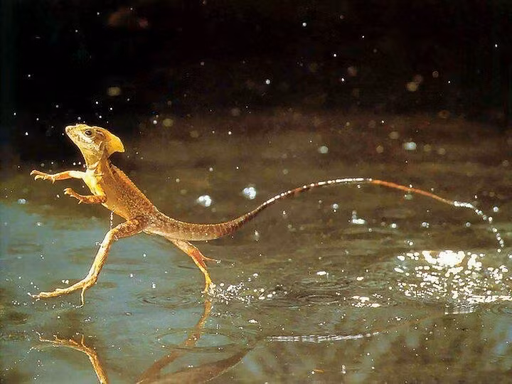 1. Có thể chạy trên mặt nước. Thằn lằn Basilisk sở hữu khả năng chạy băng băng trên mặt nước nhờ vào đôi chân sau khỏe mạnh với màng da đặc biệt, giúp nó "lướt" qua sông suối để thoát khỏi kẻ săn mồi. Ảnh: Pinterest.