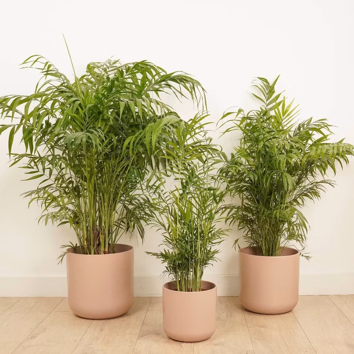 Thân nhỏ, mọc nhiều thân, lá kép hình lông chim, màu xanh đậm, bóng mượt, mềm. Cây cảnh có công dụng lọc không khí, hút độc tố, giảm stress, trang trí nội thất đẹp, đặc biệt hợp đặt bàn làm việc, phòng khách, gần cửa.