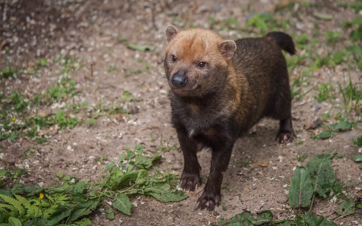  Chế độ ăn linh hoạt. Thức ăn của chúng bao gồm loài gặm nhấm lớn như agouti, capybara non, chim, thằn lằn và cả cá. Nhờ chiến thuật bao vây, cả bầy có thể dồn con mồi vào góc hẹp trước khi tấn công. Ảnh: Pinterest.