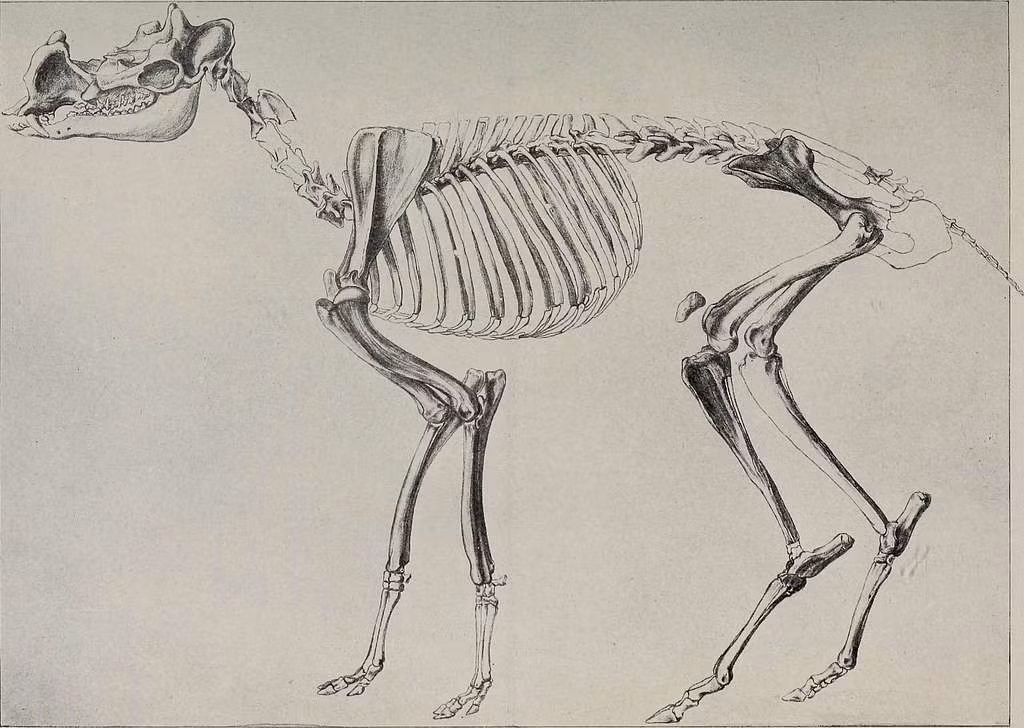  Tên nghĩa là “sừng nguyên thủy”. Tên gọi Protoceras xuất phát từ tiếng Hy Lạp, thể hiện đặc điểm sừng nguyên thủy của loài. Ảnh: picryl.com.