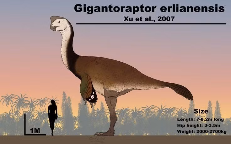  Có thể được bao phủ bởi lông vũ. Giống nhiều loài oviraptorosaur khác, Gigantoraptor được giả định có lớp lông vũ trên cơ thể, làm mờ ranh giới truyền thống giữa khủng long và chim hiện đại. Ảnh: Pinterest.