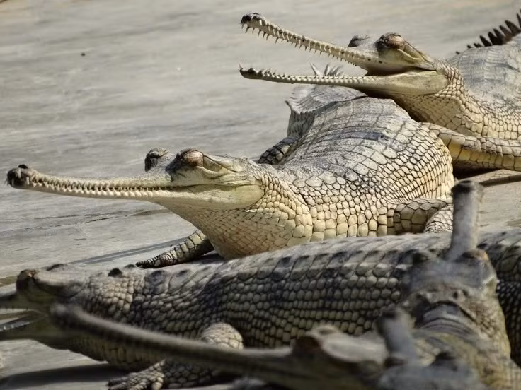  6. Không nguy hiểm với con người. Do mõm hẹp chỉ phù hợp bắt cá, Gharial hầu như không tấn công người, khác hẳn cá sấu nước mặn hay cá sấu sông Nile. Ảnh: Pinterest.
