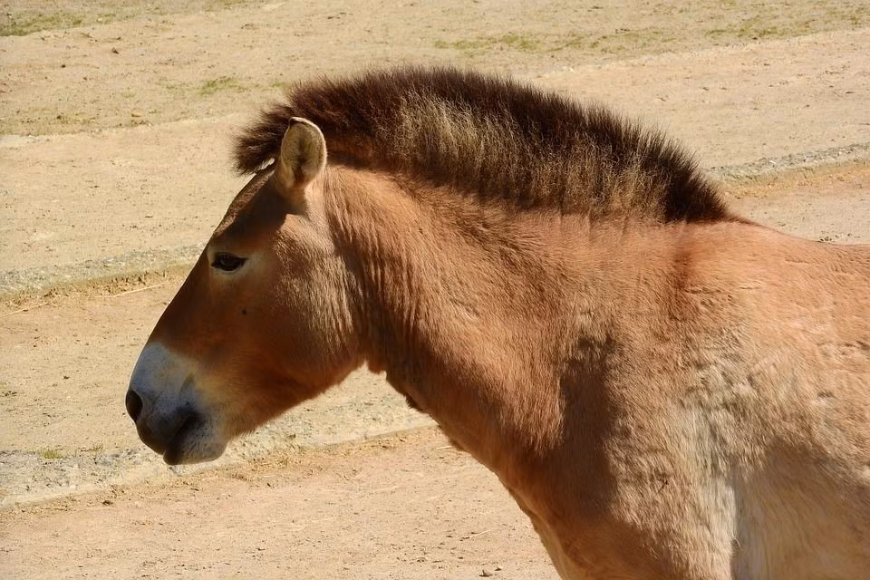  Vai trò trong nghiên cứu bảo tồn. Ngày nay, ngựa Przewalski trở thành đối tượng nghiên cứu quý giá để tìm hiểu cách bảo tồn loài hoang dã trong điều kiện biến đổi khí hậu. Ảnh: Pinterest.