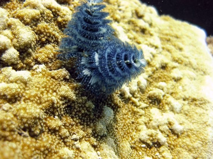  Là loài giun nhiều tơ sống cố định. Spirobanchus giganteus thuộc nhóm giun nhiều tơ (Polychaeta), sống cố định trong ống vôi cứng bám chặt vào san hô hoặc đá ngầm. Ảnh: Pinterest.