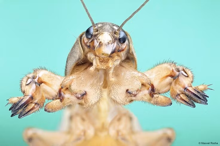  Phân bố rộng khắp nhiều châu lục. Các loài trong họ Gryllotalpidae có mặt ở nhiều khu vực trên thế giới, từ châu Âu, châu Á đến châu Mỹ và châu Phi. Chúng thường sống ở những vùng đất ẩm như bãi cỏ, ruộng lúa, vườn rau hoặc khu vực gần nguồn nước. Ảnh: Pinterest.