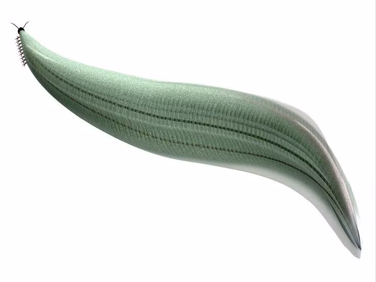 Kích thước nhỏ. Chúng dài khoảng 4–6 cm. Ảnh: Pinterest.