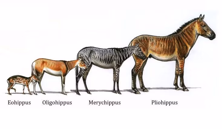  7. Là mắt xích quan trọng trong tiến hóa ngựa. Sự phát triển từ Eohippus dẫn tới các loài ngựa lớn hơn như Mesohippus và Equus. Ảnh: Pinterest.