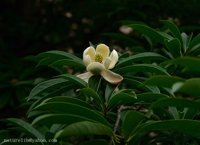  7. Vàng tâm (Magnolia fordiana). Giá trị: Gỗ mềm, nhẹ, dễ chạm khắc, thường dùng trong kiến trúc đình chùa. Tình trạng: Đang dần được khôi phục trồng lại. Ảnh: naturelib.net.