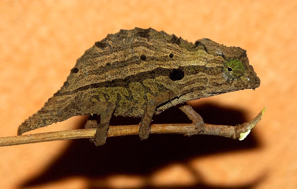  Không giỏi leo trèo như tắc kè hoa điển hình. Khác với hình ảnh quen thuộc, Rieppeleon brevicaudatus sống chủ yếu dưới tầng lá mục, di chuyển chậm chạp trên mặt đất. Ảnh: inaturalist.