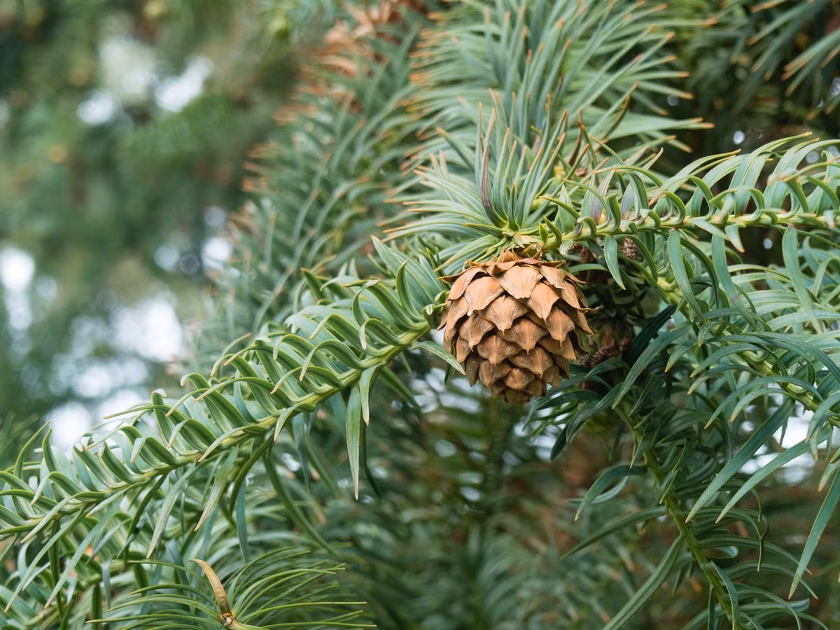  6. Sa mộc (Cunninghamia lanceolata). Giá trị: Gỗ thơm, không mục nát, được sử dụng trong kiến trúc tâm linh. Tình trạng: Cực kỳ quý hiếm, phân bố hạn chế ở vùng núi cao Hà Giang. Ảnh: conifers.org.